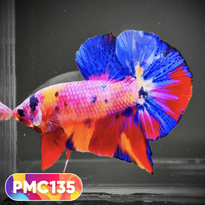 Multicolor Plakat Male Betta Fish |Show Grade|  You Pick Fish