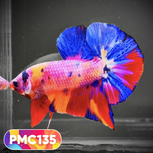 Multicolor Plakat Male Betta Fish |Show Grade|  You Pick Fish