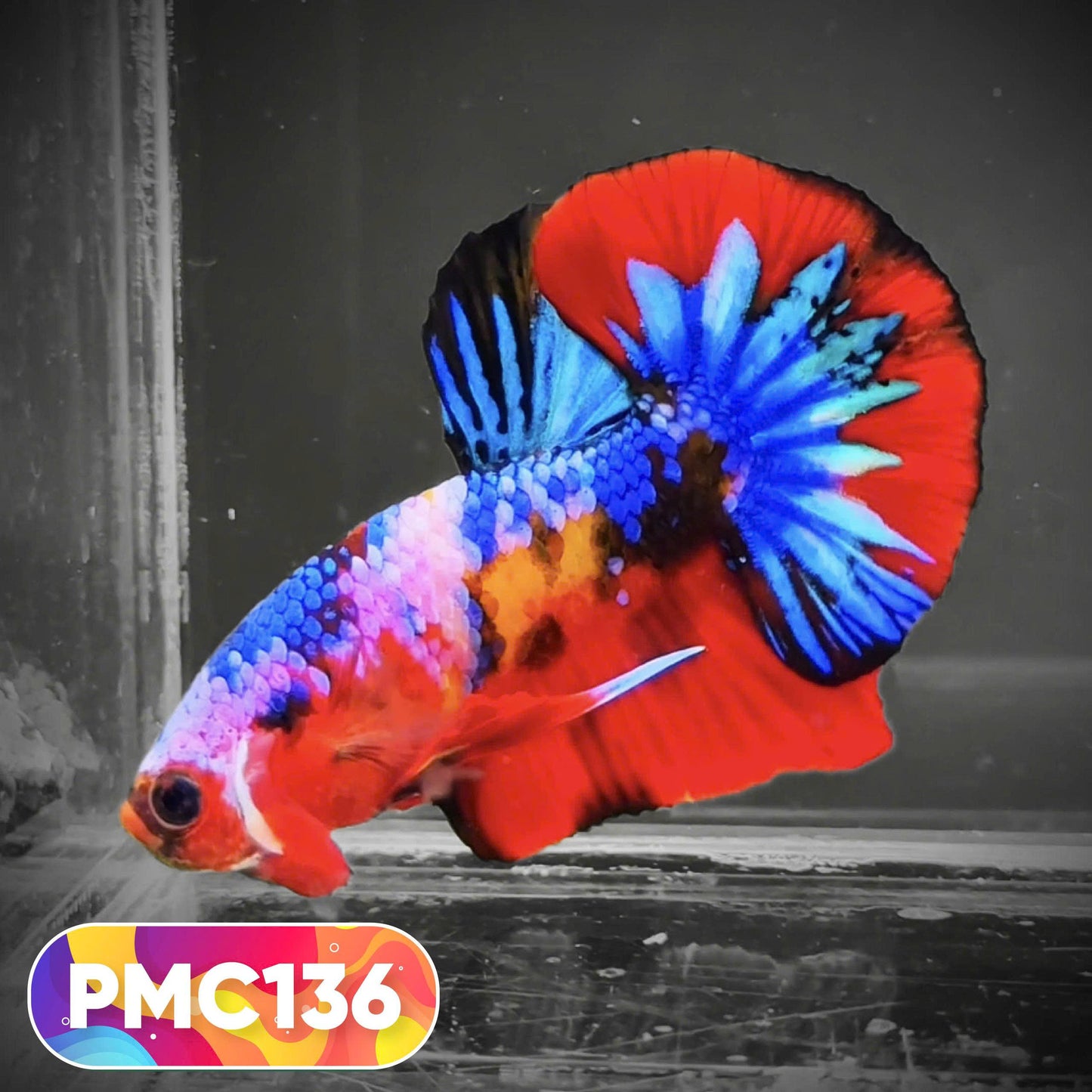 Multicolor Plakat Male Betta Fish |Show Grade|  You Pick Fish