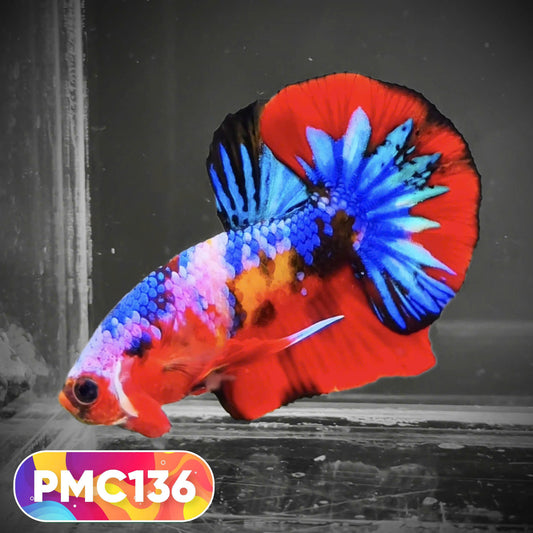 Multicolor Plakat Male Betta Fish |Show Grade|  You Pick Fish