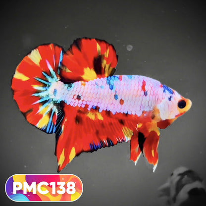 Multicolor Plakat Male Betta Fish |Show Grade|  You Pick Fish