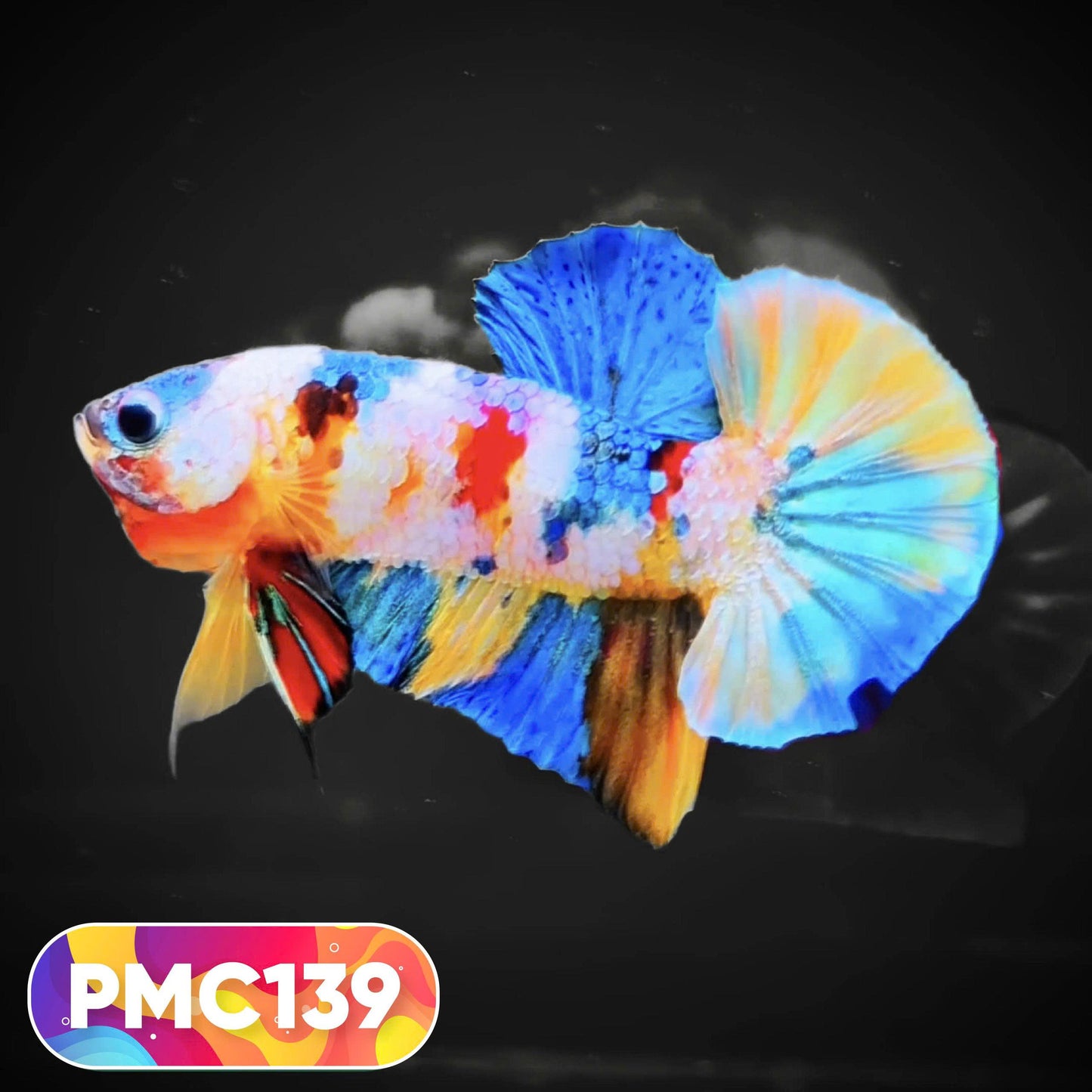 Multicolor Plakat Male Betta Fish |Show Grade|  You Pick Fish
