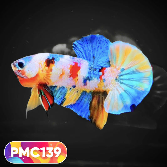 Multicolor Plakat Male Betta Fish |Show Grade|  You Pick Fish