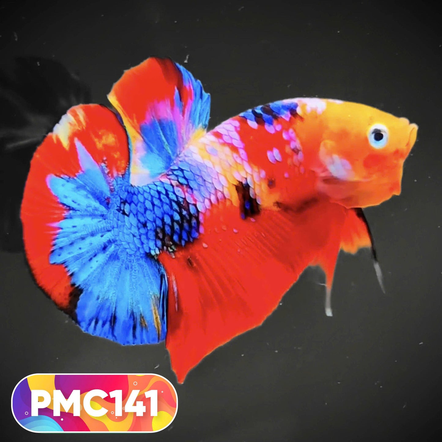 Multicolor Plakat Male Betta Fish |Show Grade|  You Pick Fish