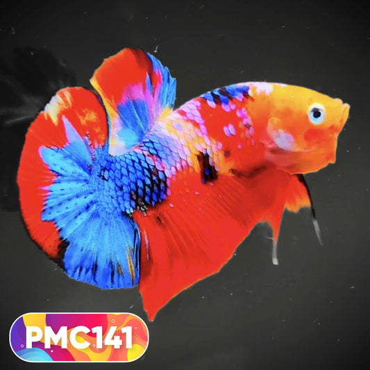 Multicolor Plakat Male Betta Fish |Show Grade|  You Pick Fish