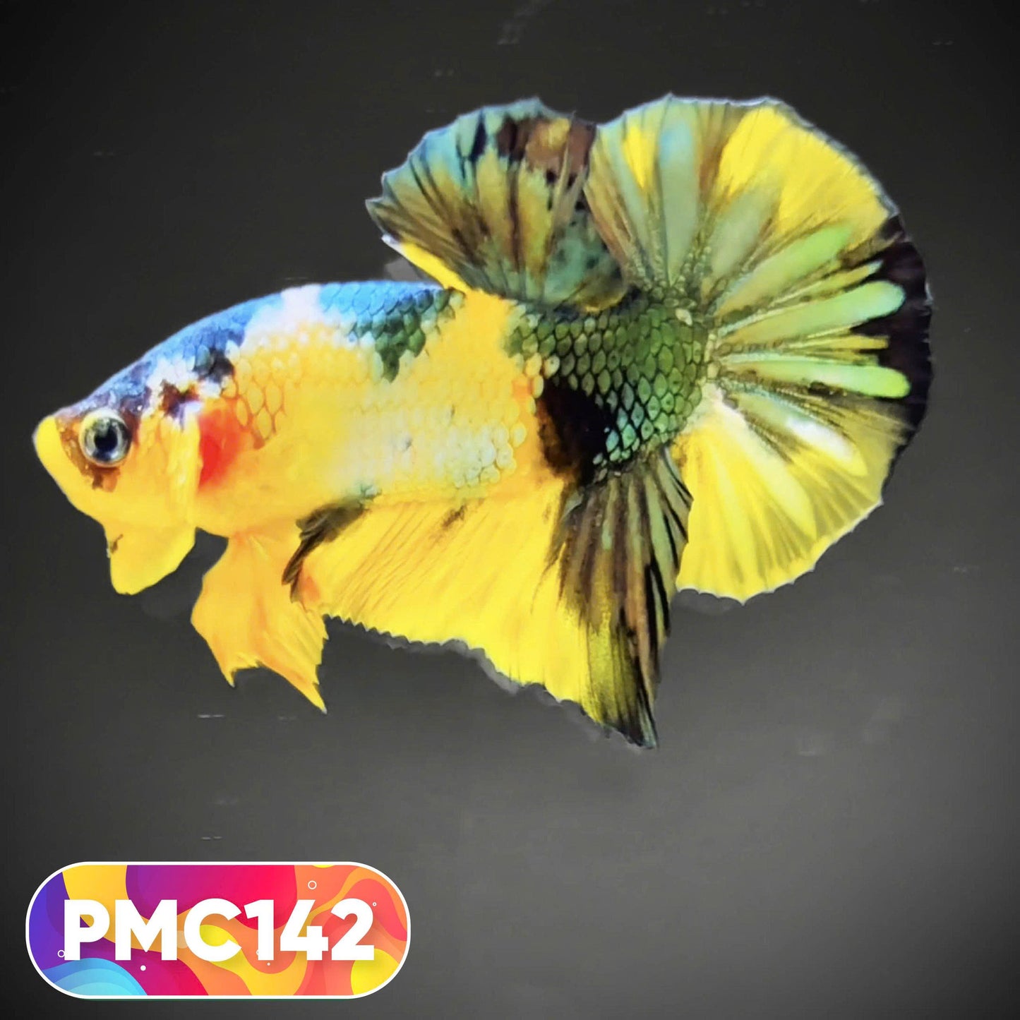 Multicolor Plakat Male Betta Fish |Show Grade|  You Pick Fish