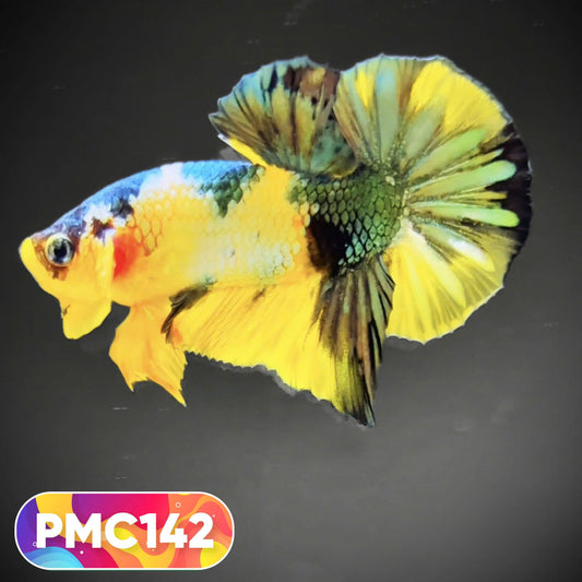 Multicolor Plakat Male Betta Fish |Show Grade|  You Pick Fish