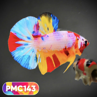 Multicolor Plakat Male Betta Fish |Show Grade|  You Pick Fish