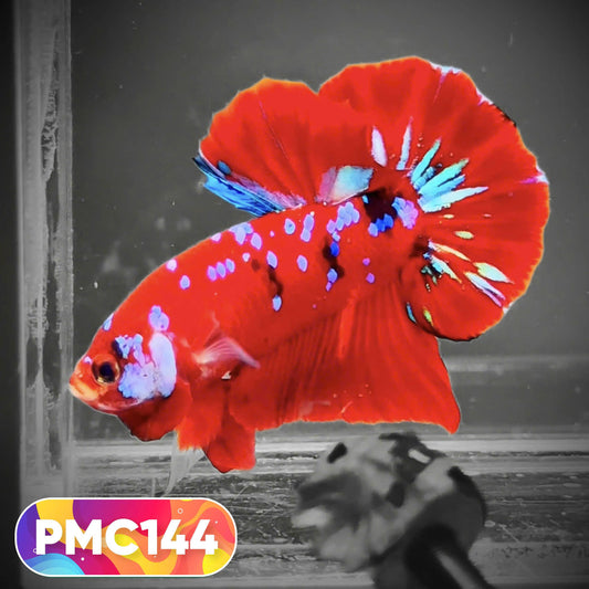 Multicolor Plakat Male Betta Fish |Show Grade|  You Pick Fish