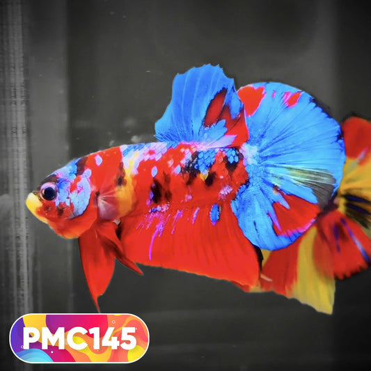 Multicolor Plakat Male Betta Fish |Show Grade|  You Pick Fish