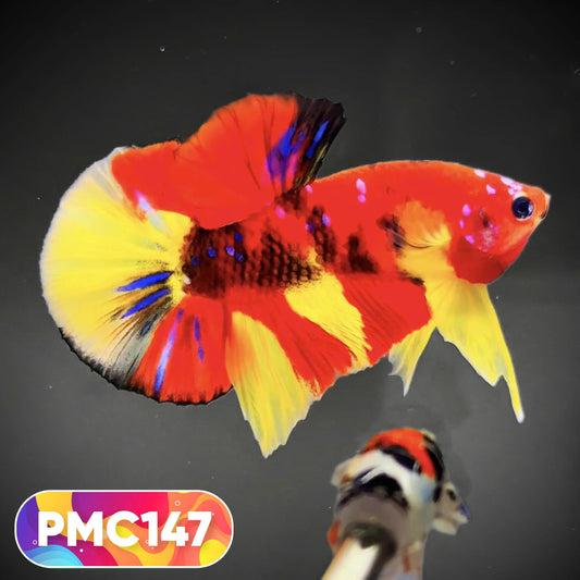Multicolor Plakat Male Betta Fish |Show Grade|  You Pick Fish
