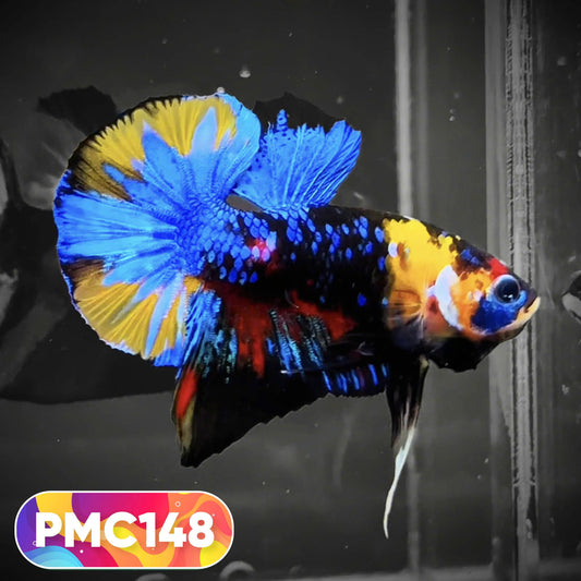 Multicolor Plakat Male Betta Fish |Show Grade|  You Pick Fish