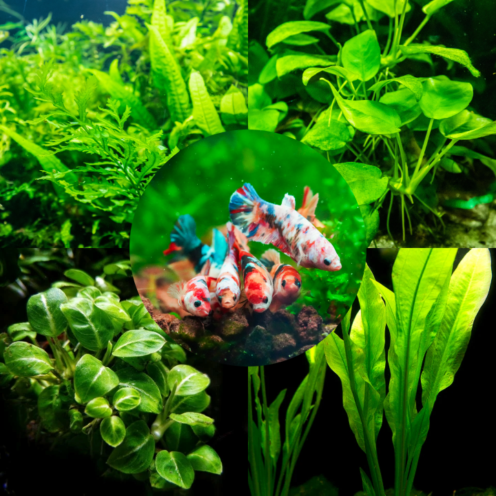 Plant Package for Female Betta Sorority Tank