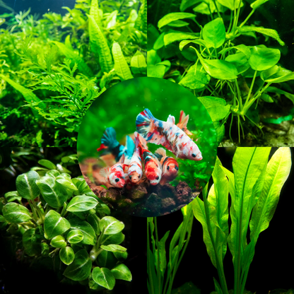 Plant Package for Female Betta Sorority Tank