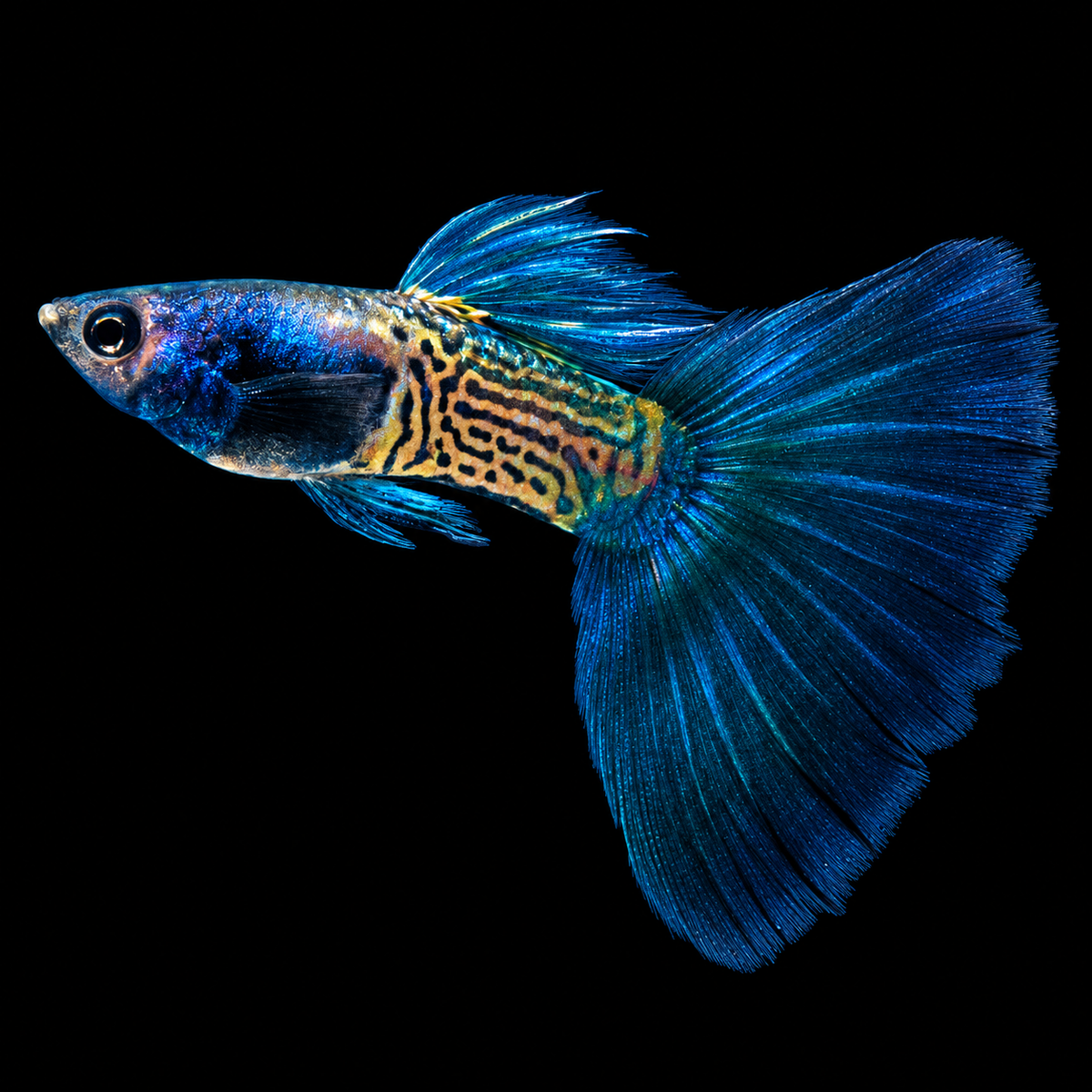 Snake Skin Metal Blue Tail Guppy Fish