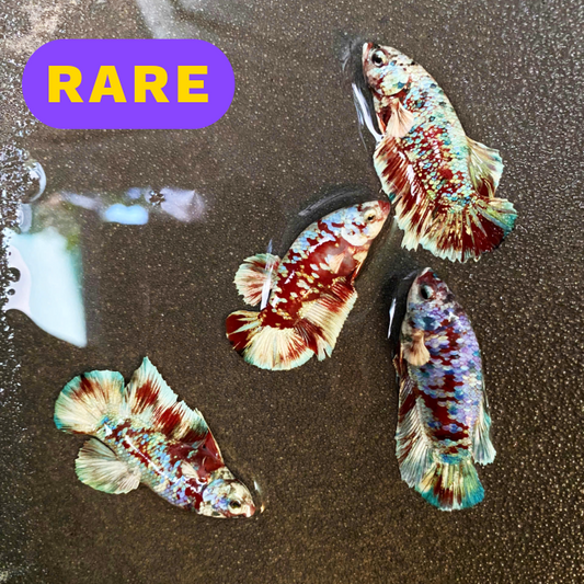 Koi Red Gold Coat Female Betta Fish | Premium Betta