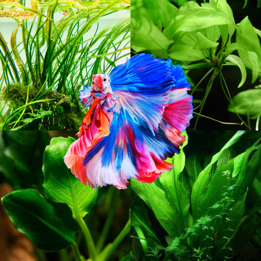 Plant Package for Halfmoon Betta Fish Tank