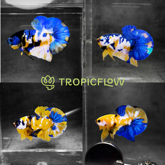 Koi Yellow Galaxy Male Plakat Betta Fish | High Grade | Mystery Betta