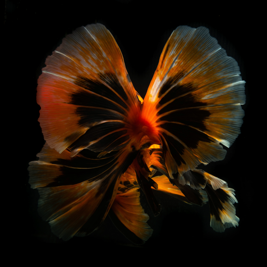 Fancy Tail Oranda Goldfish