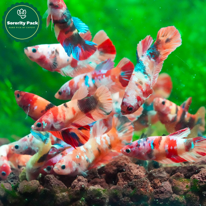 Koi Nemo Female Betta Fish Sorority | Successful Sorority Pack
