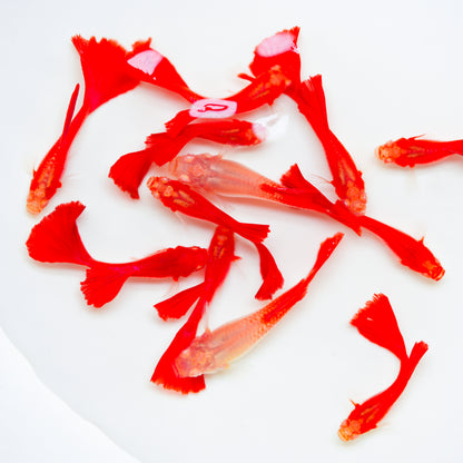Albino Full Red Big Dorsal Guppy Fish