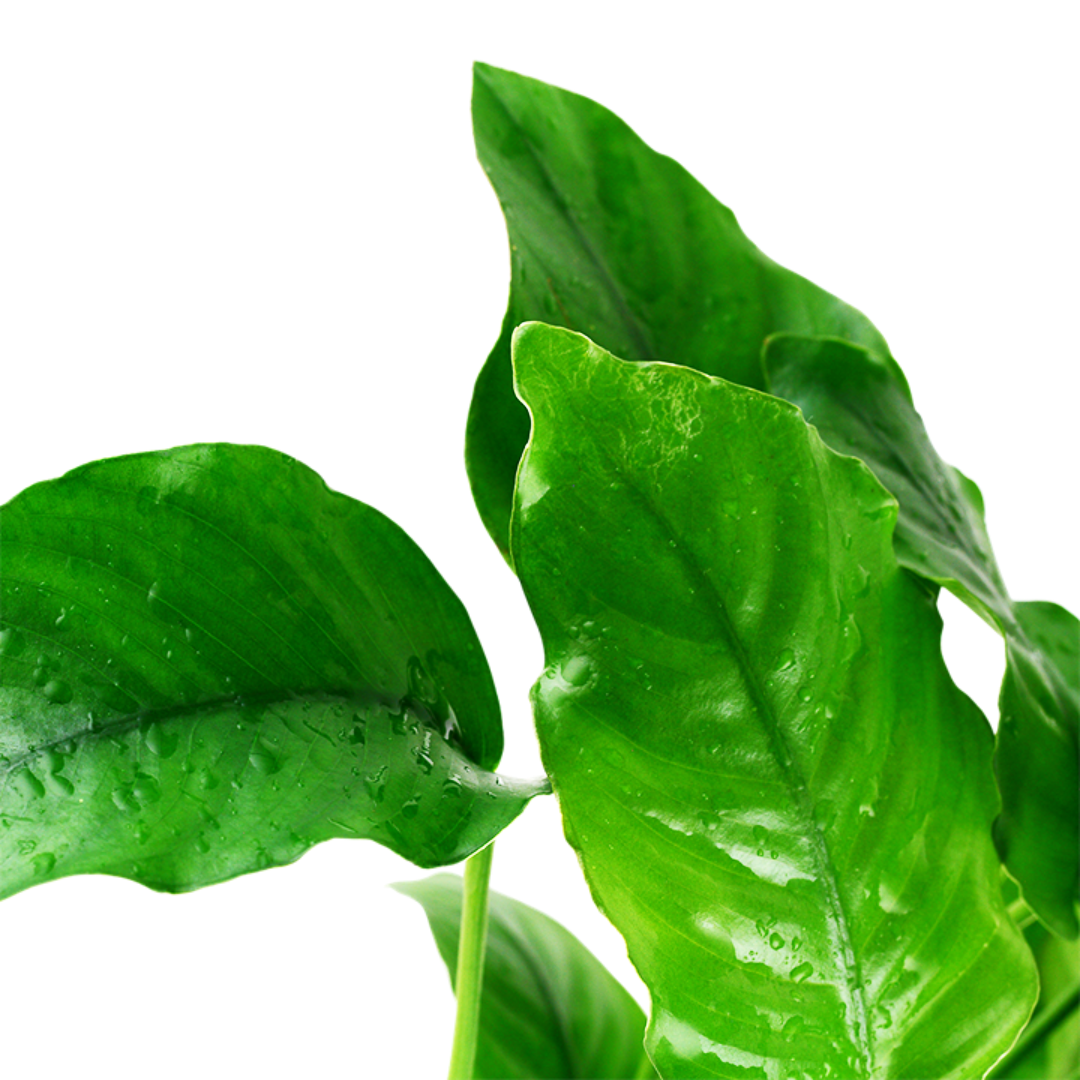 Anubias Barteri