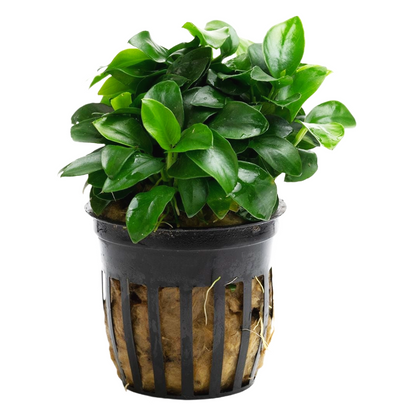 Anubias Nana Bonsai