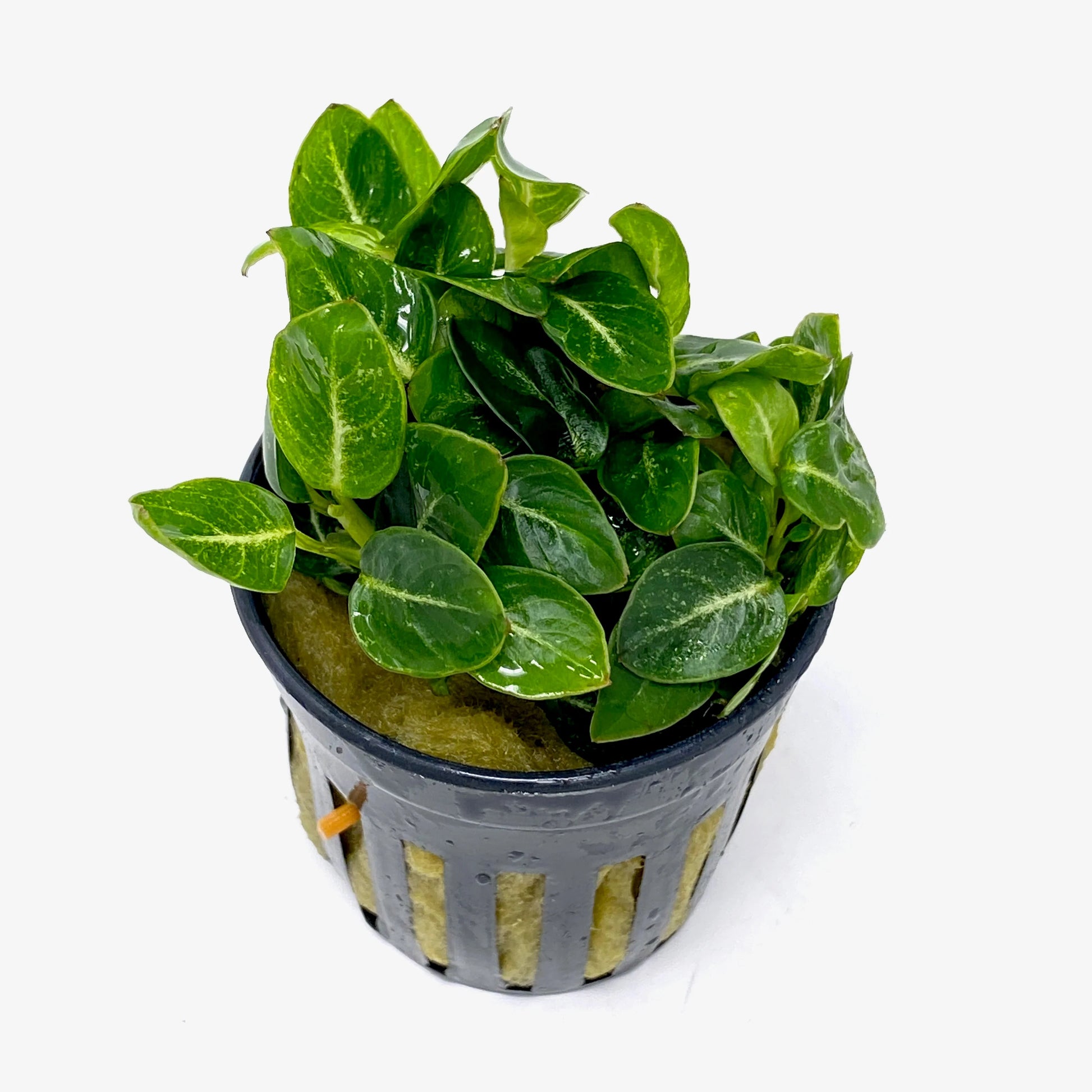 Anubias Stardust Mini