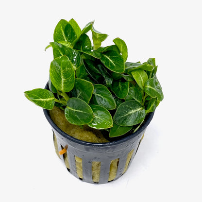Anubias Stardust Mini