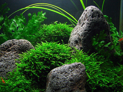 Peacock Moss