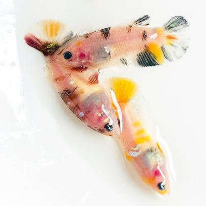 Baby Koi Nemo Sorority Betta Fish | Born & Raised Together | Growing Colors