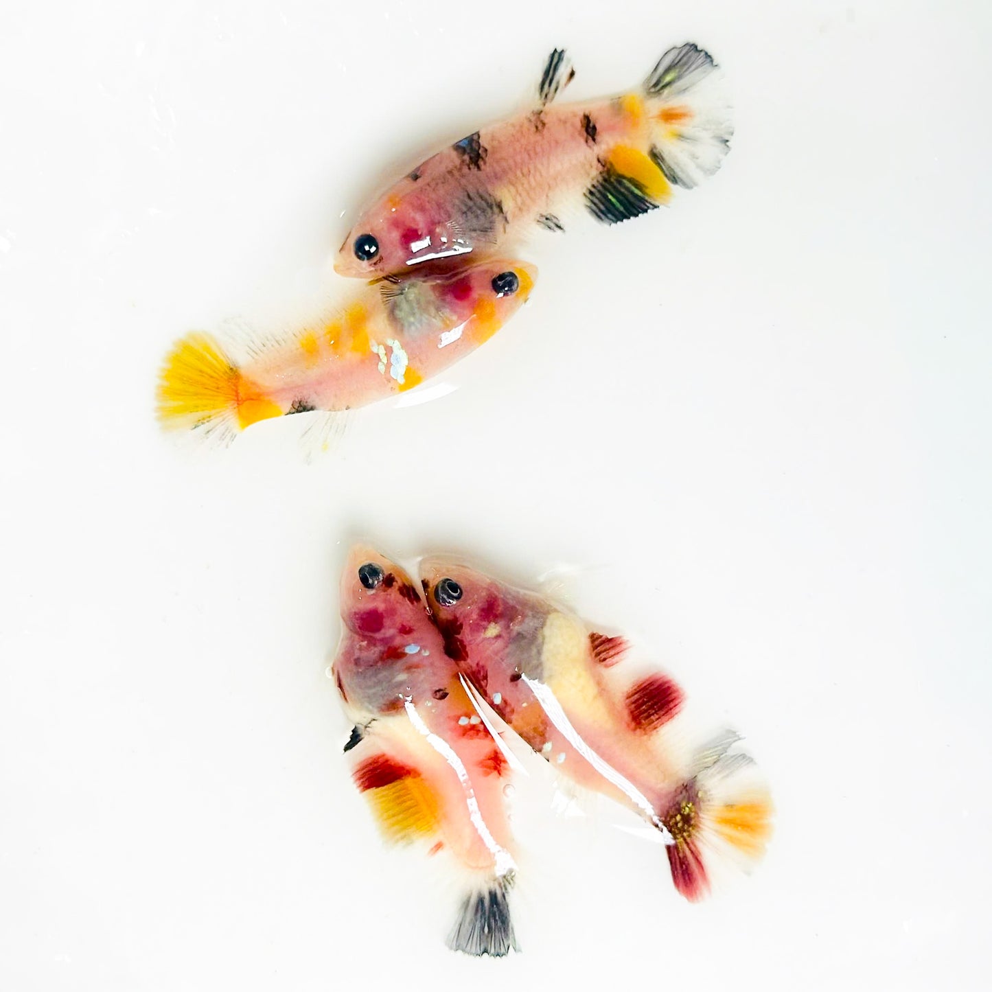 Baby Koi Nemo Sorority Betta Fish | Born & Raised Together | Growing Colors