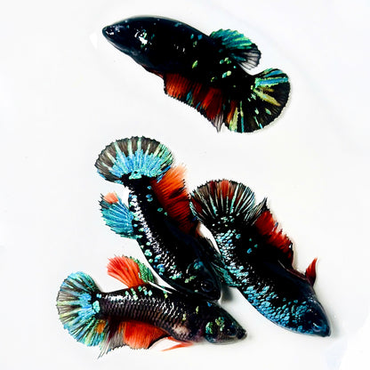 Inferno Galaxy Plakat Female Betta Fish | Exotic Species