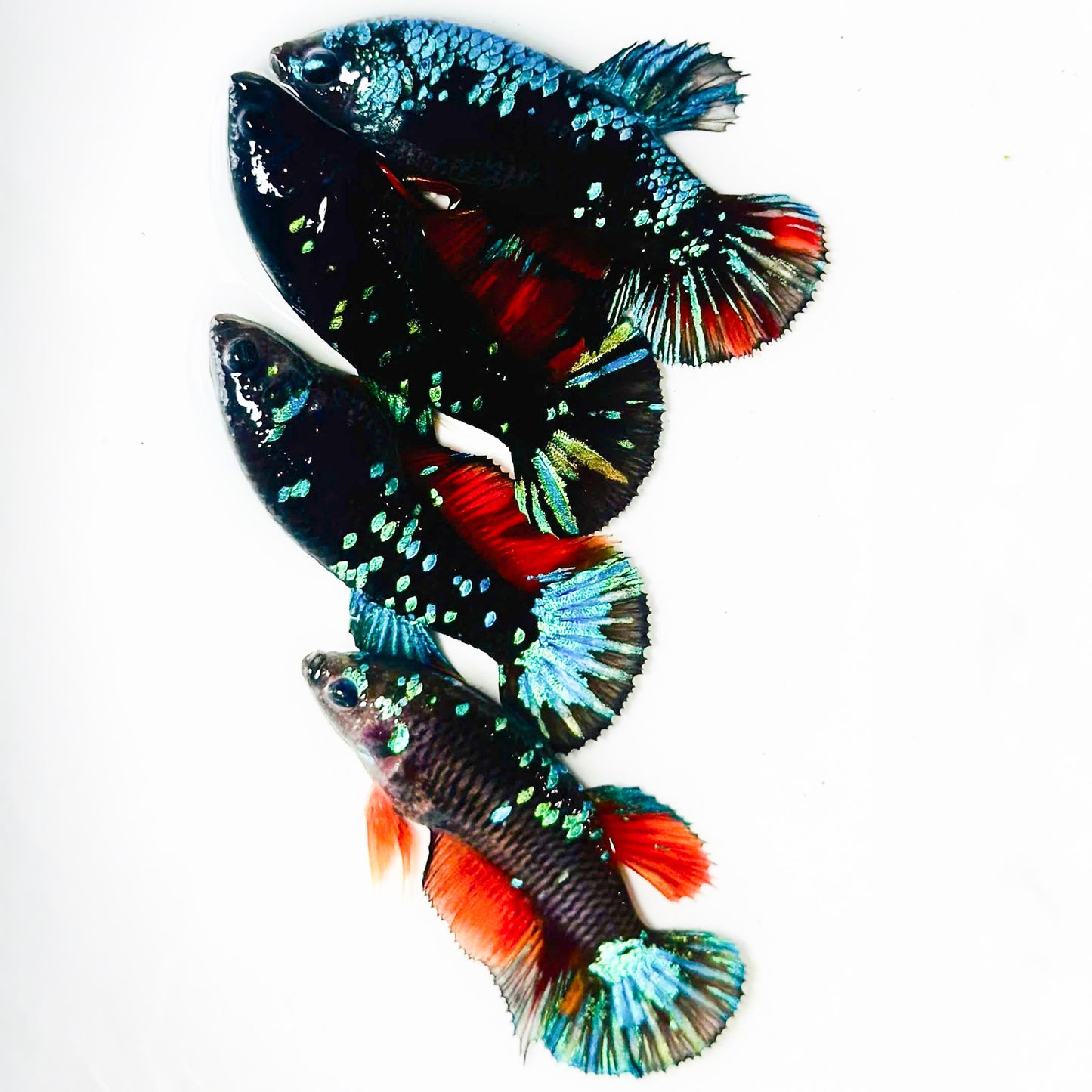 Inferno Galaxy Plakat Female Betta Fish | Exotic Species