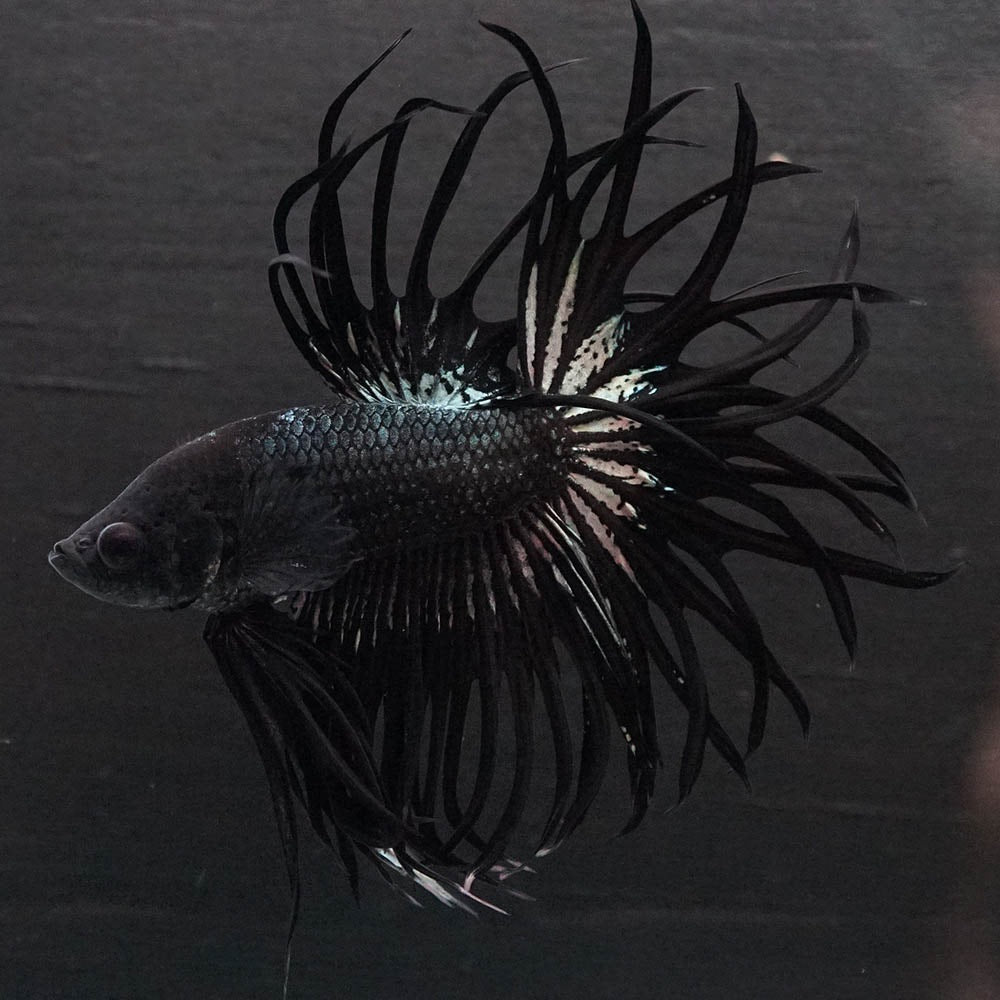 Black Orchid Crowntail Male Betta Fish
