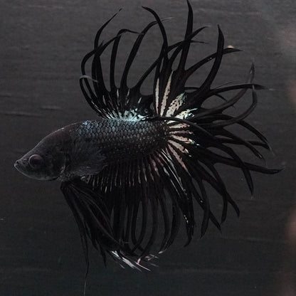 Black Orchid Crowntail Male Betta Fish