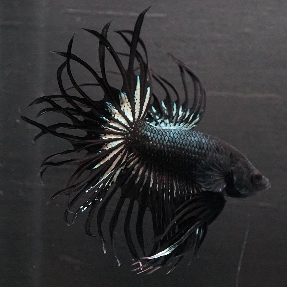 Black Orchid Crowntail Male Betta Fish