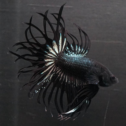 Black Orchid Crowntail Male Betta Fish