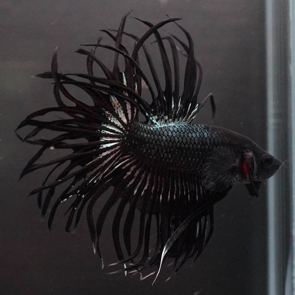 Black Orchid Crowntail Male Betta Fish