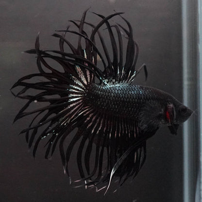 Black Orchid Crowntail Male Betta Fish