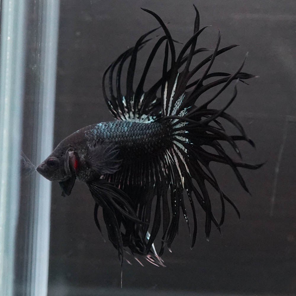 Black Orchid Crowntail Male Betta Fish