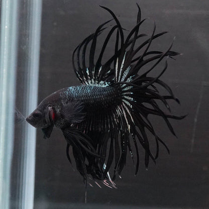 Black Orchid Crowntail Male Betta Fish
