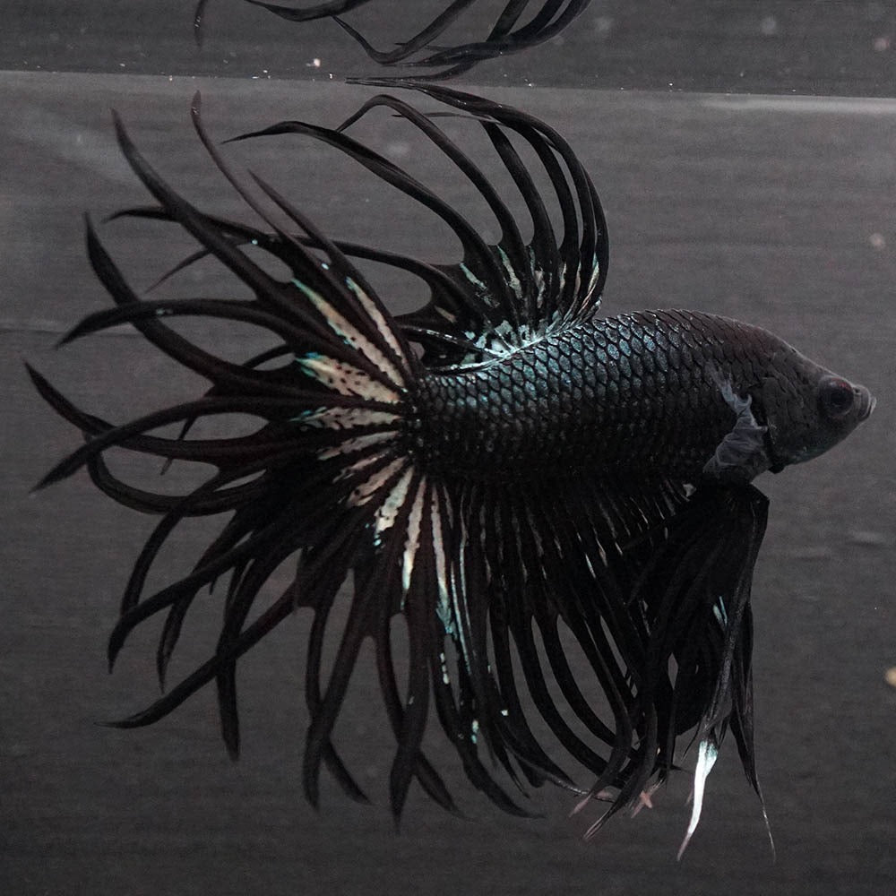 Black Orchid Crowntail Male Betta Fish