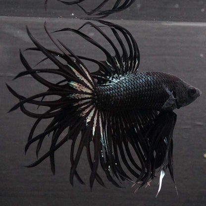 Black Orchid Crowntail Male Betta Fish