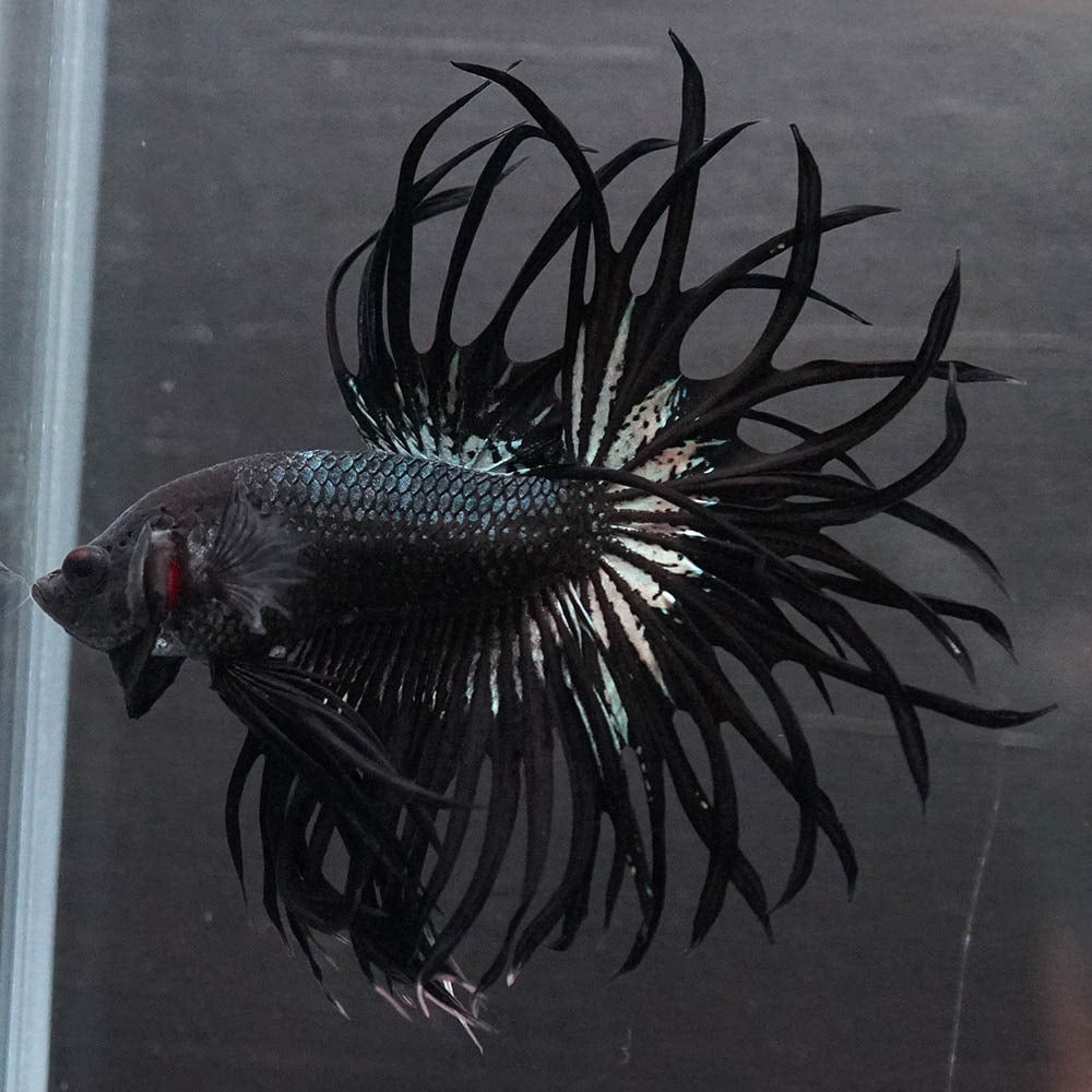 Black Orchid Crowntail Male Betta Fish