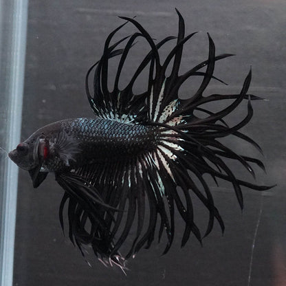 Black Orchid Crowntail Male Betta Fish