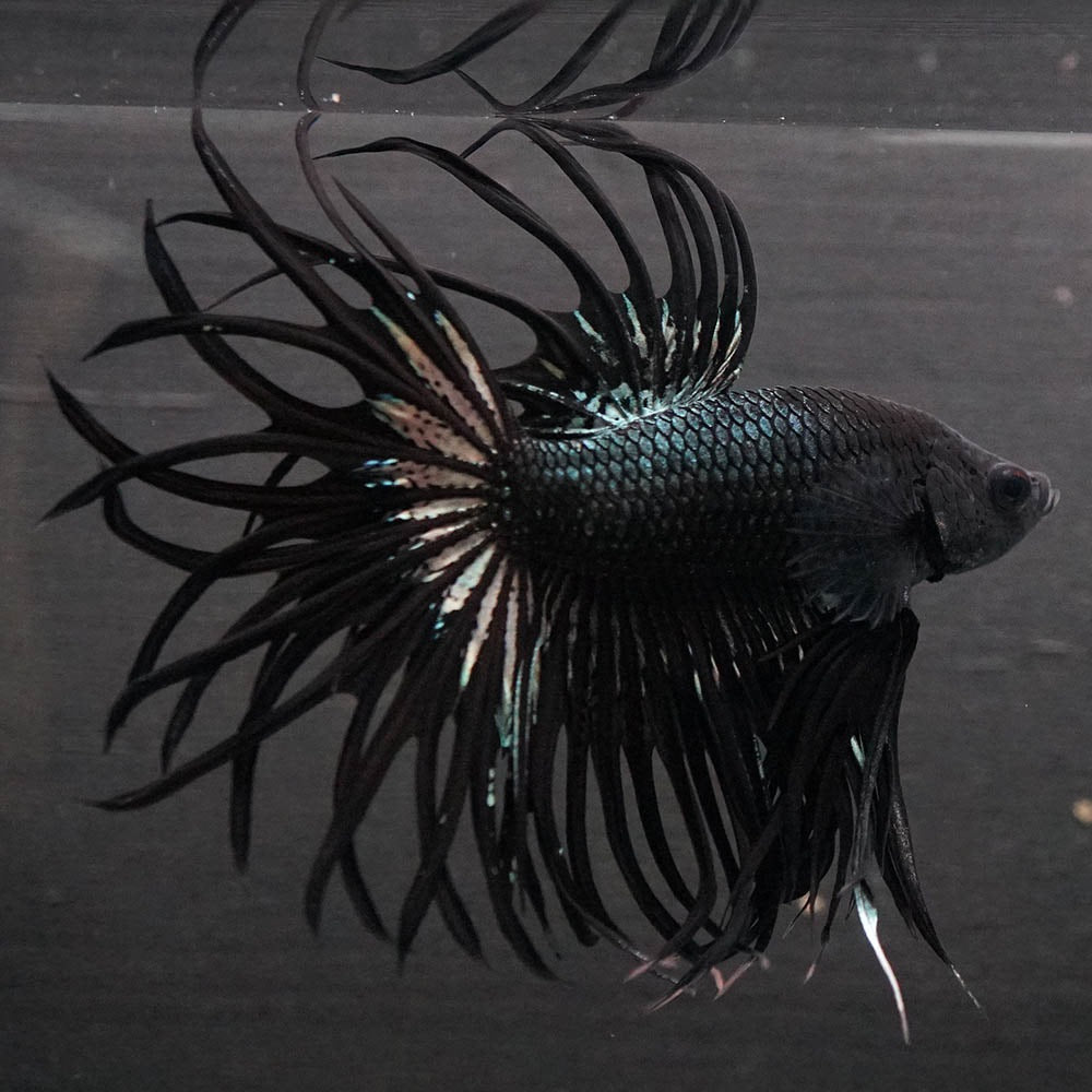 Black Orchid Crowntail Male Betta Fish