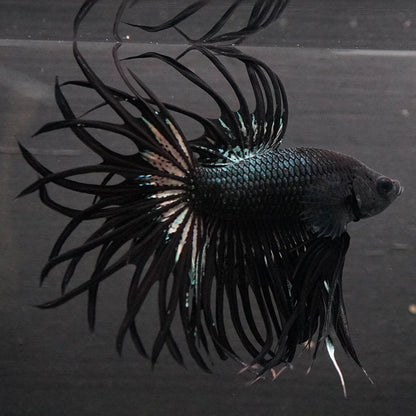 Black Orchid Crowntail Male Betta Fish