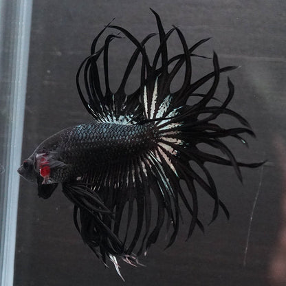 Black Orchid Crowntail Male Betta Fish