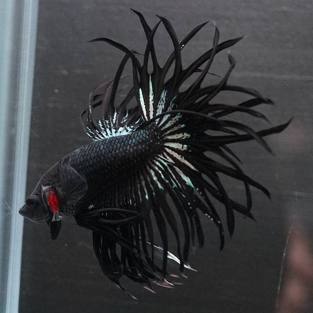 Black Orchid Crowntail Male Betta Fish